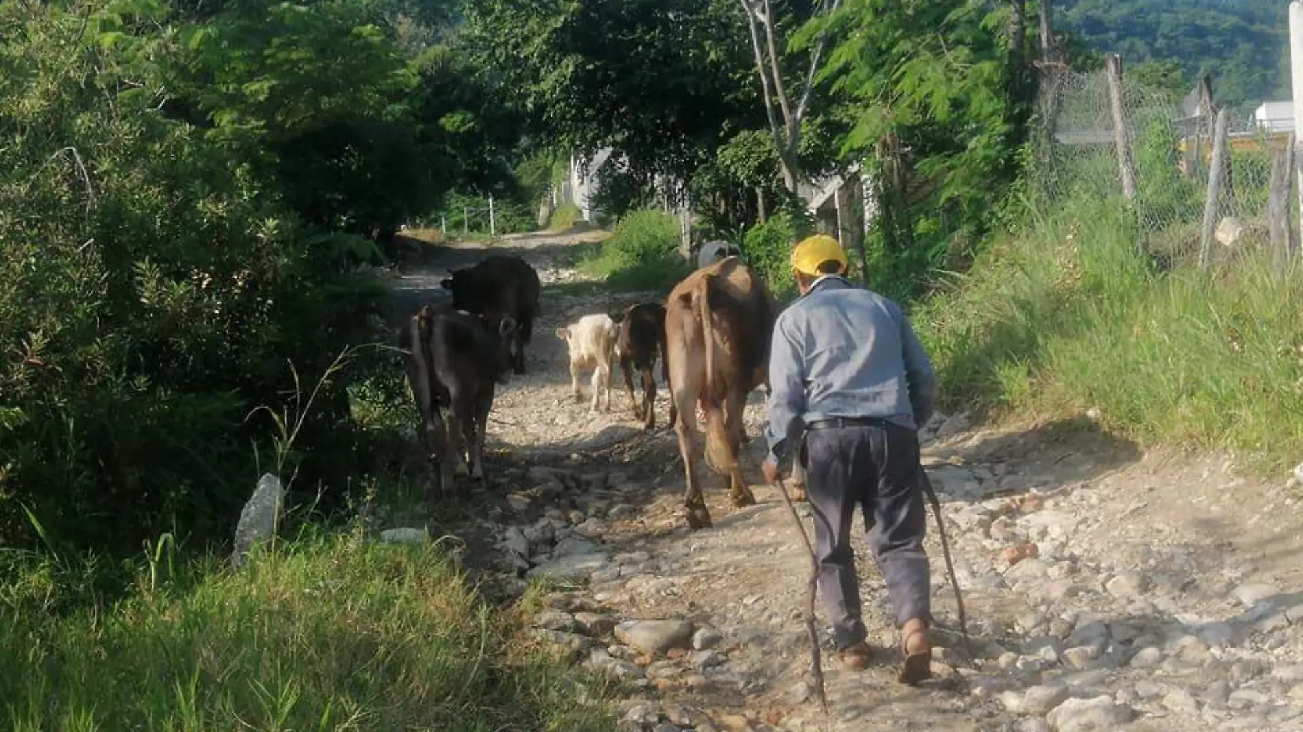 anciano, camino